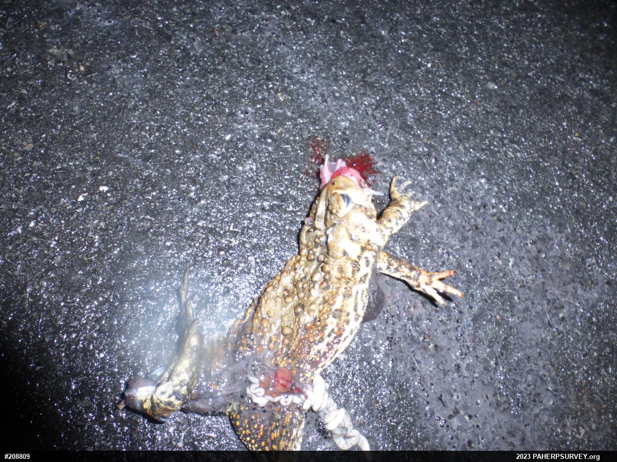 Eastern American Toad