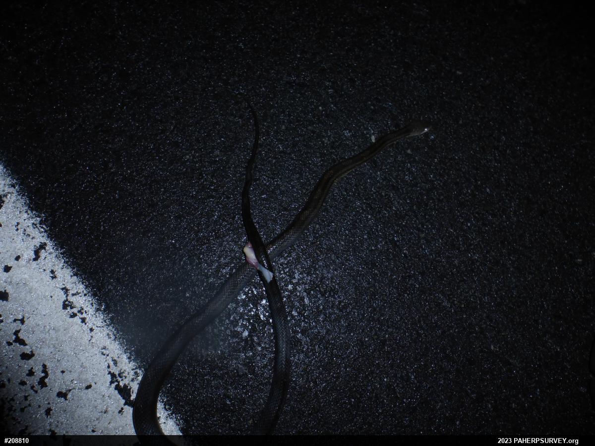 Eastern Ratsnake