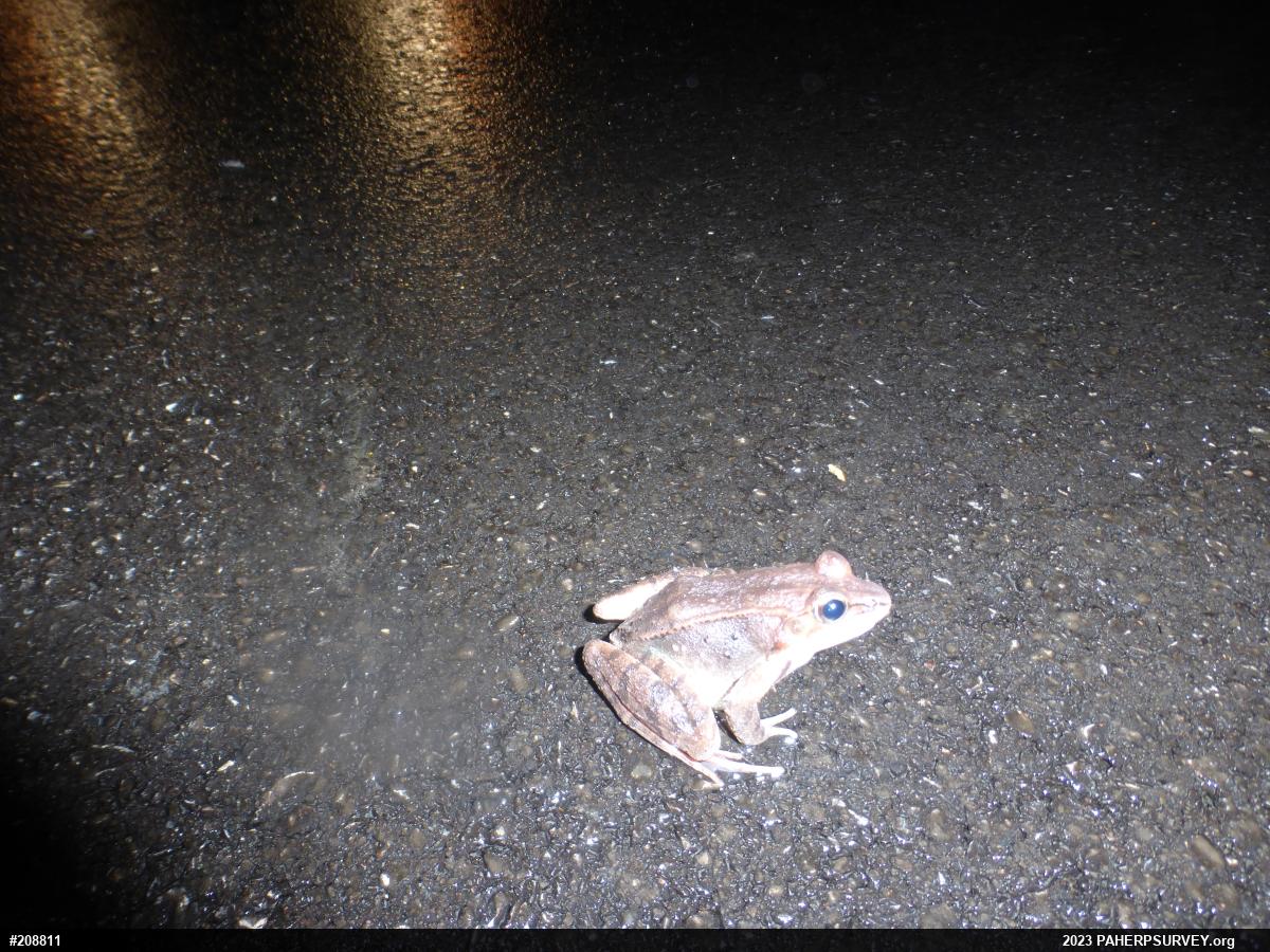 Wood Frog
