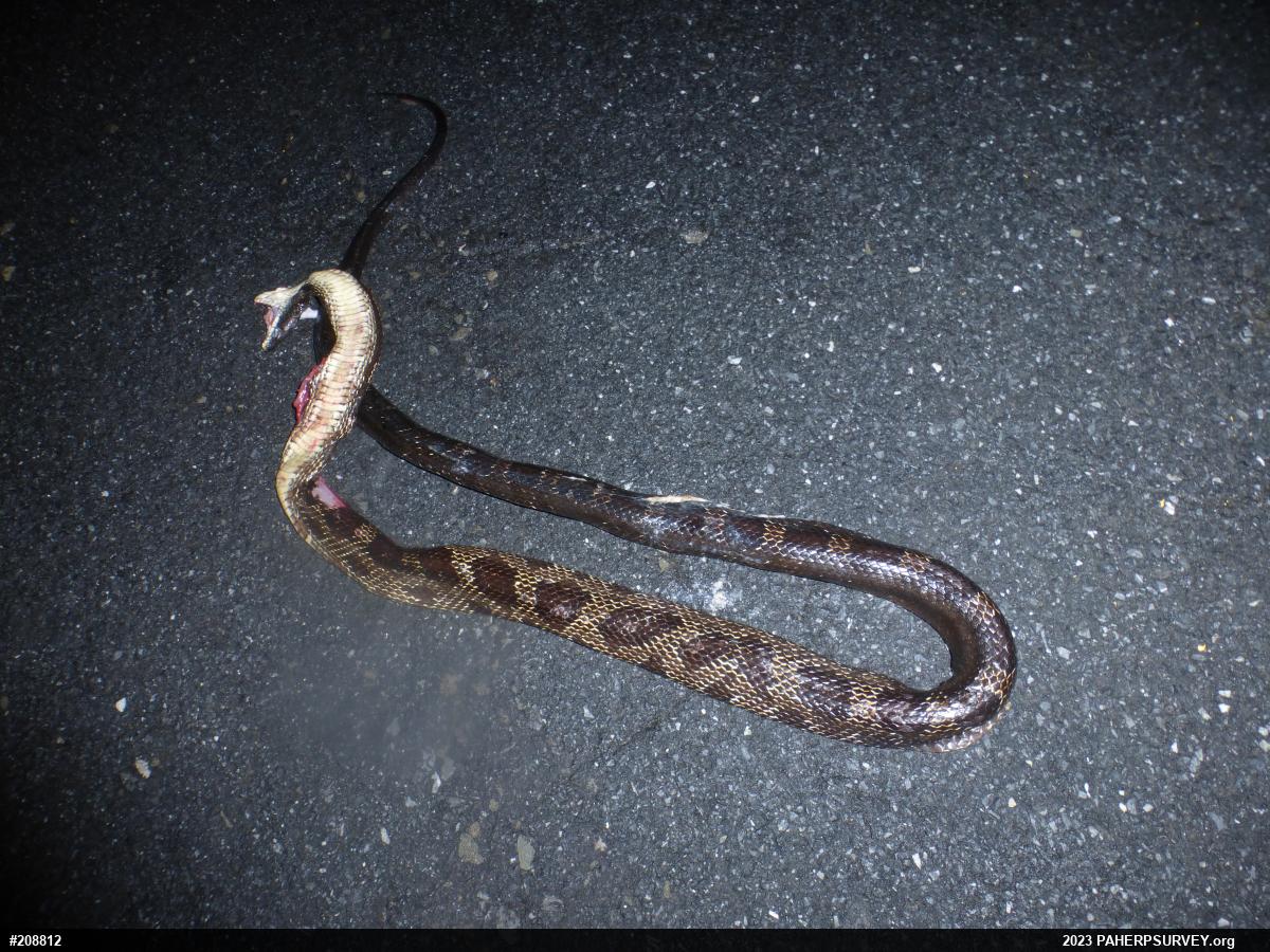 Eastern Ratsnake