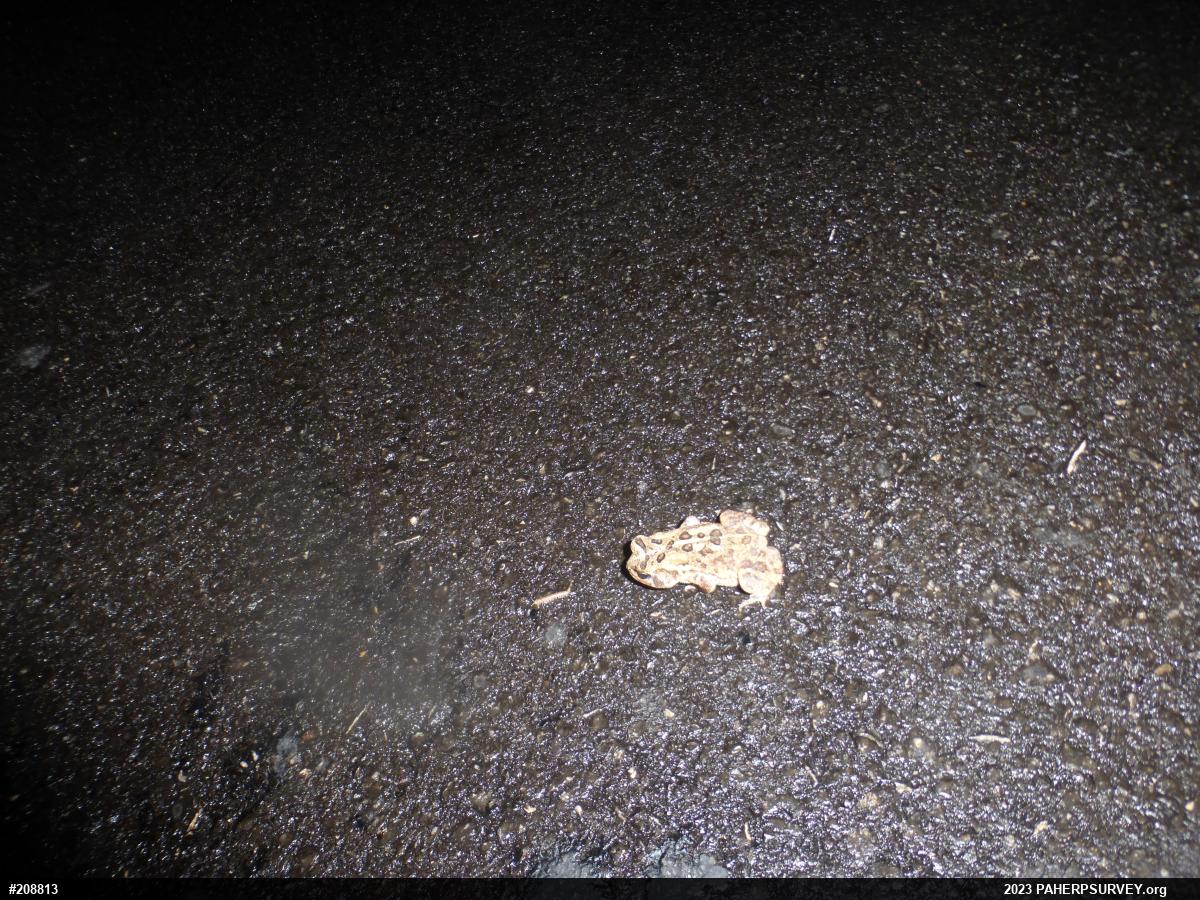 True Toads