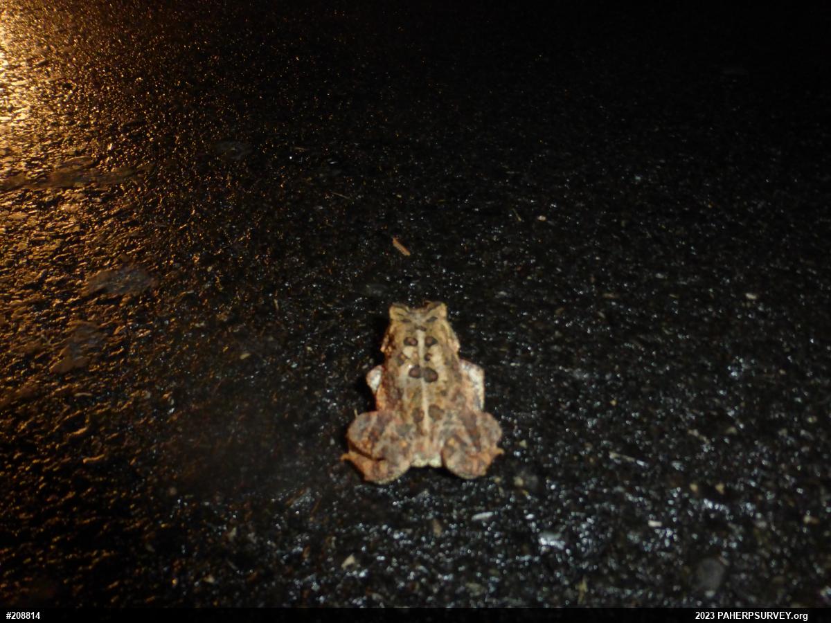 Eastern American Toad
