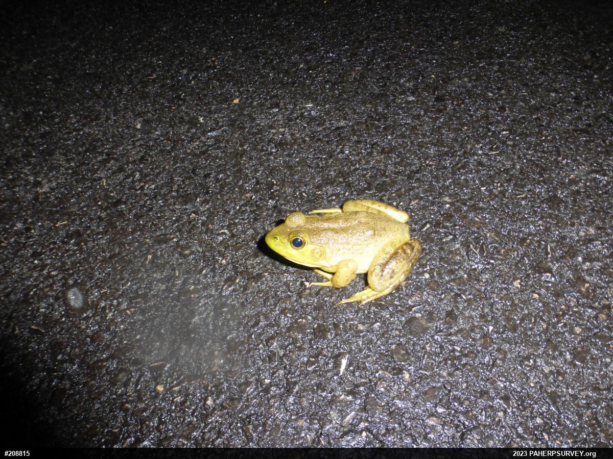 American Bullfrog