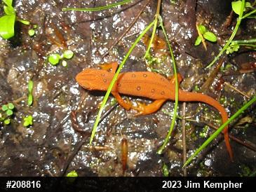 Red-spotted Newt