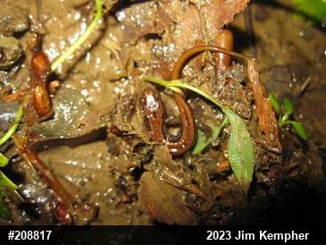 Allegheny Mountain Dusky Salamander