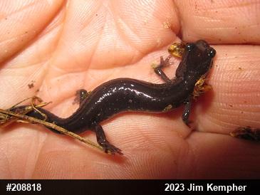 Wehrle's Salamander