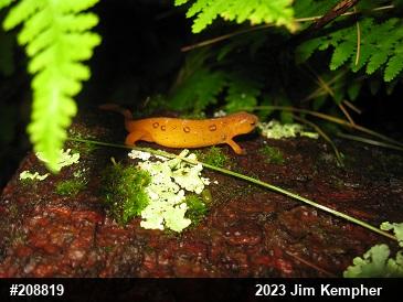Red-spotted Newt