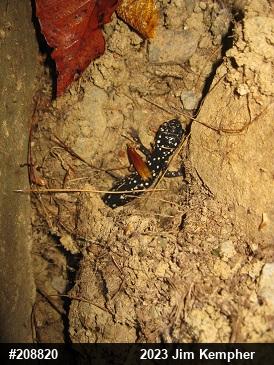 Northern Slimy Salamander