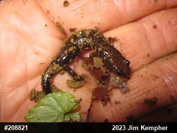 Allegheny Mountain Dusky Salamander