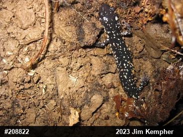 Northern Slimy Salamander
