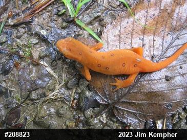 Red-spotted Newt