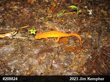 Red-spotted Newt