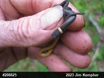 Northern Ring-necked Snake