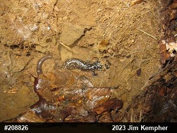 Northern Slimy Salamander