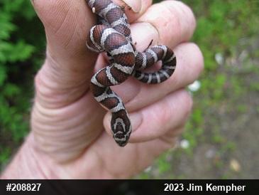 Eastern Milksnake