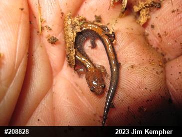 Eastern Red-backed  Salamander