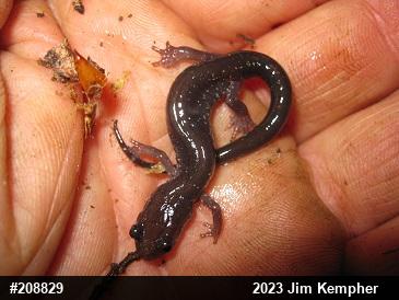 Wehrle's Salamander