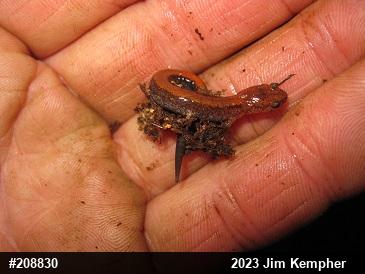 Eastern Red-backed  Salamander