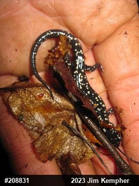 Northern Slimy Salamander