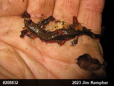 Allegheny Mountain Dusky Salamander