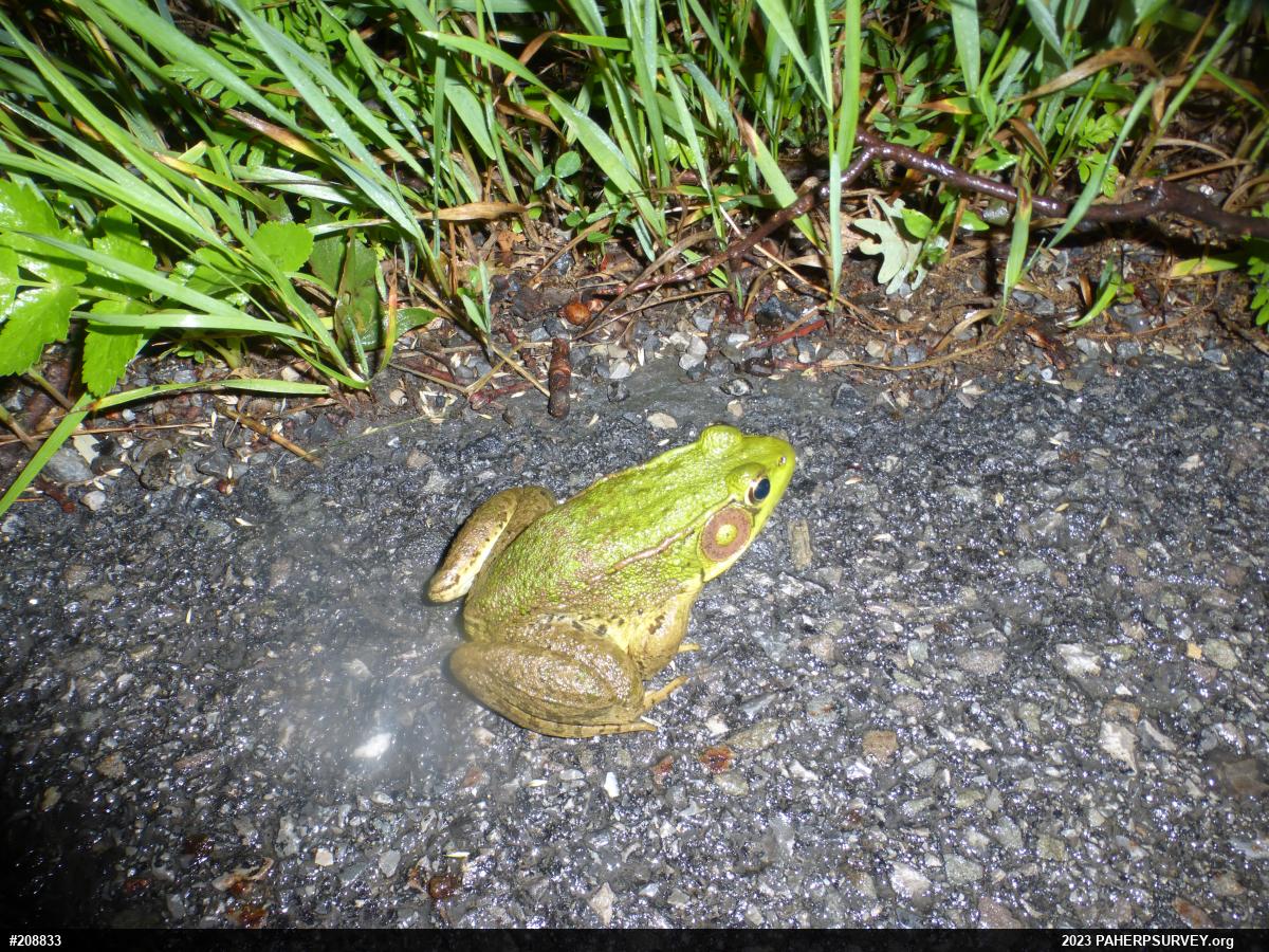 Green Frog