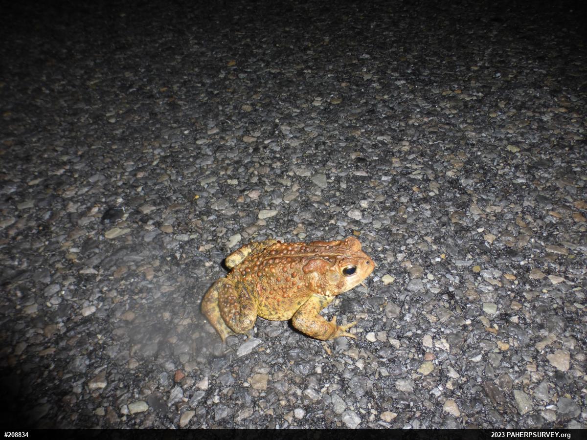 Eastern American Toad