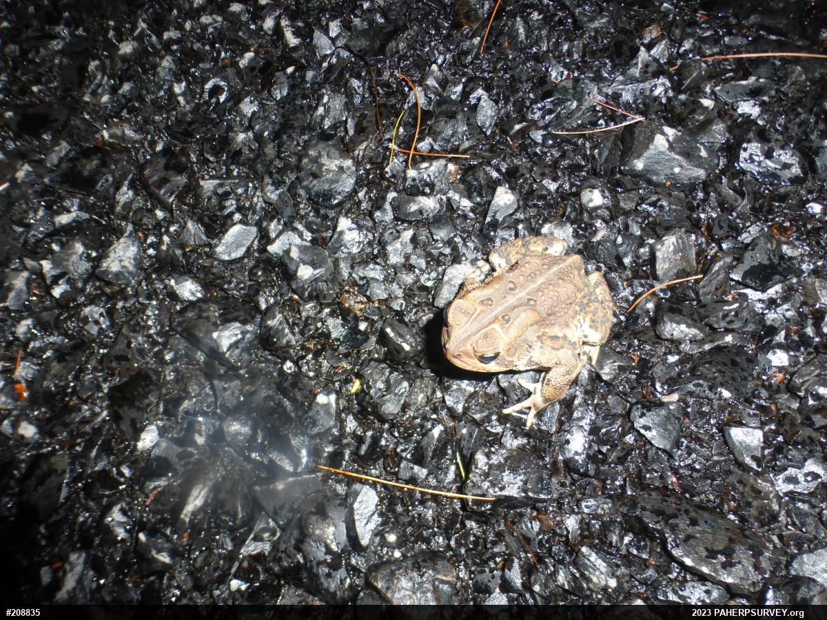 Eastern American Toad