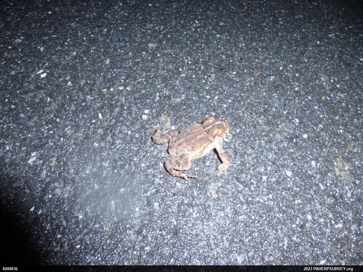 Eastern American Toad
