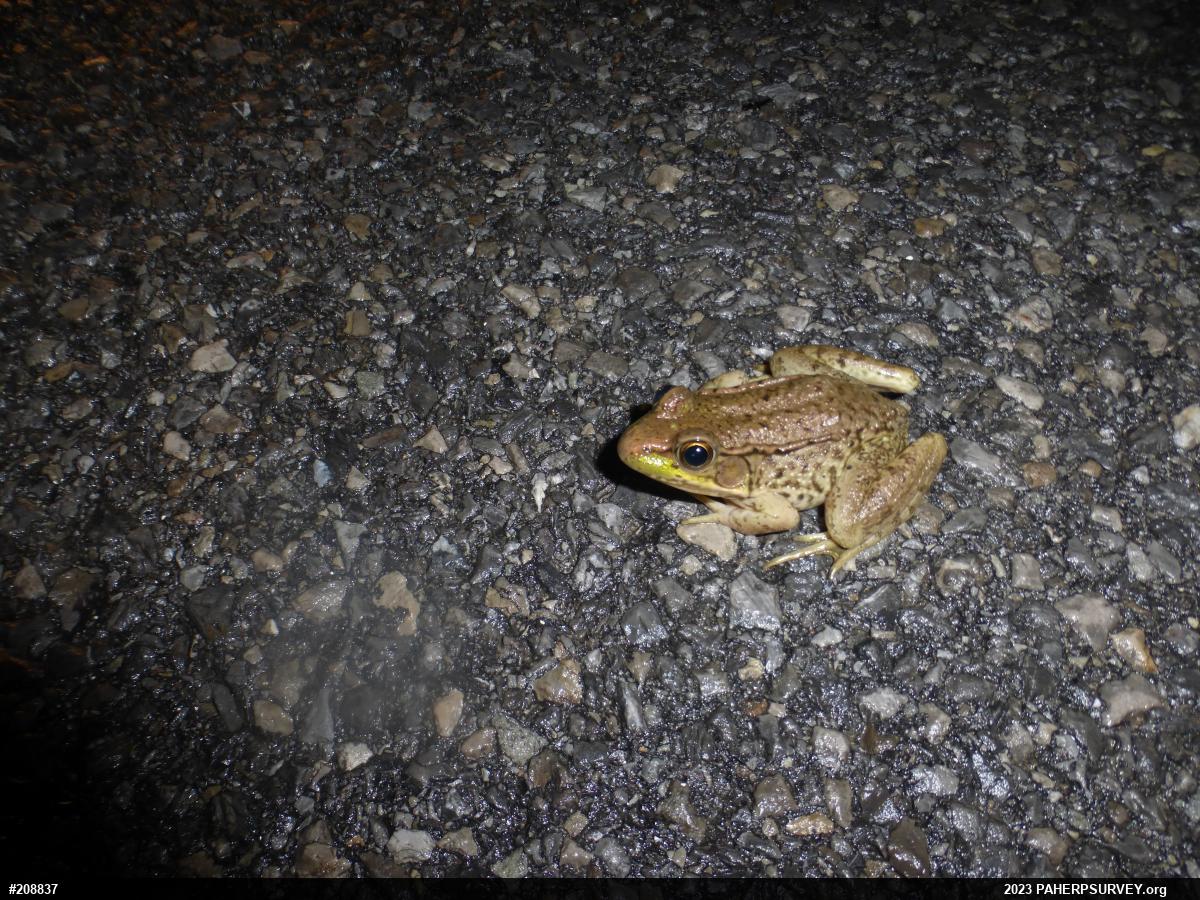 Green Frog