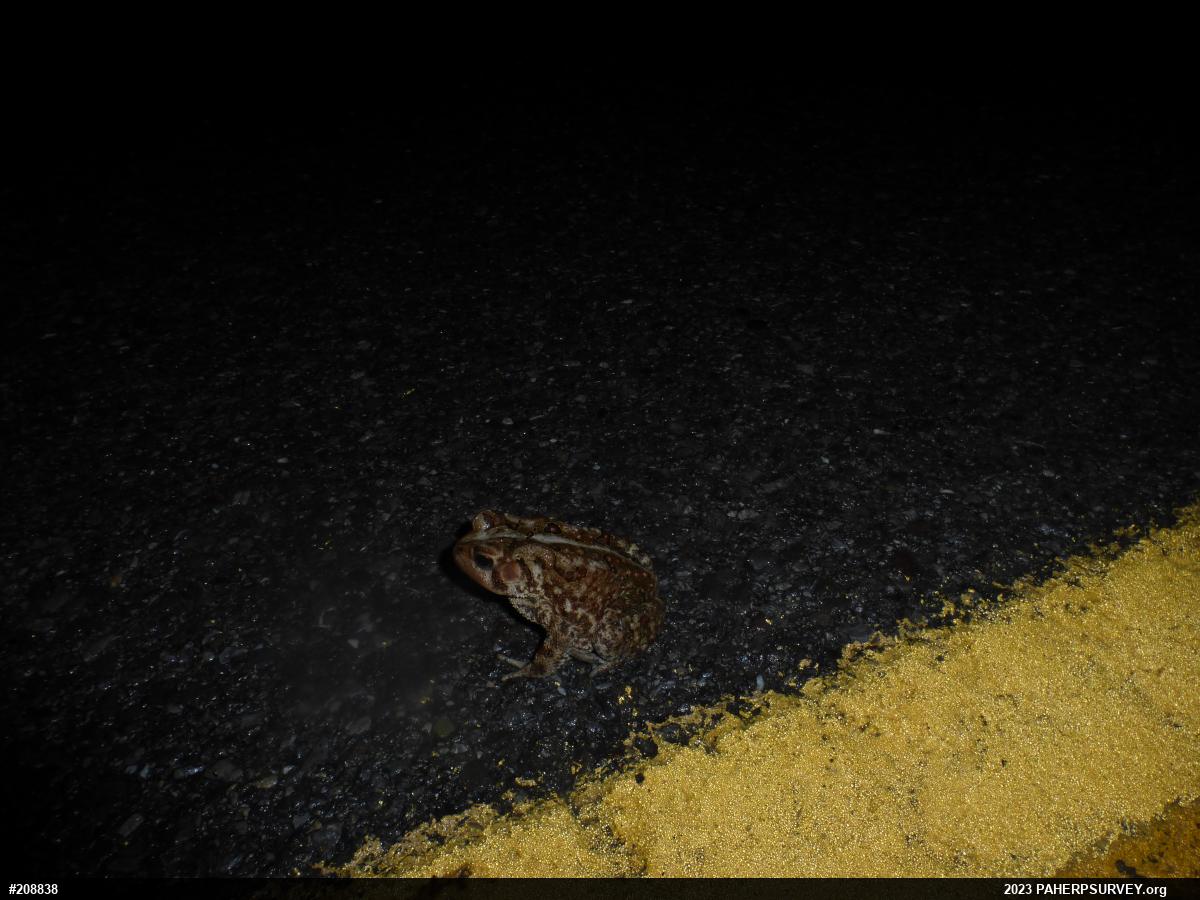 Eastern American Toad