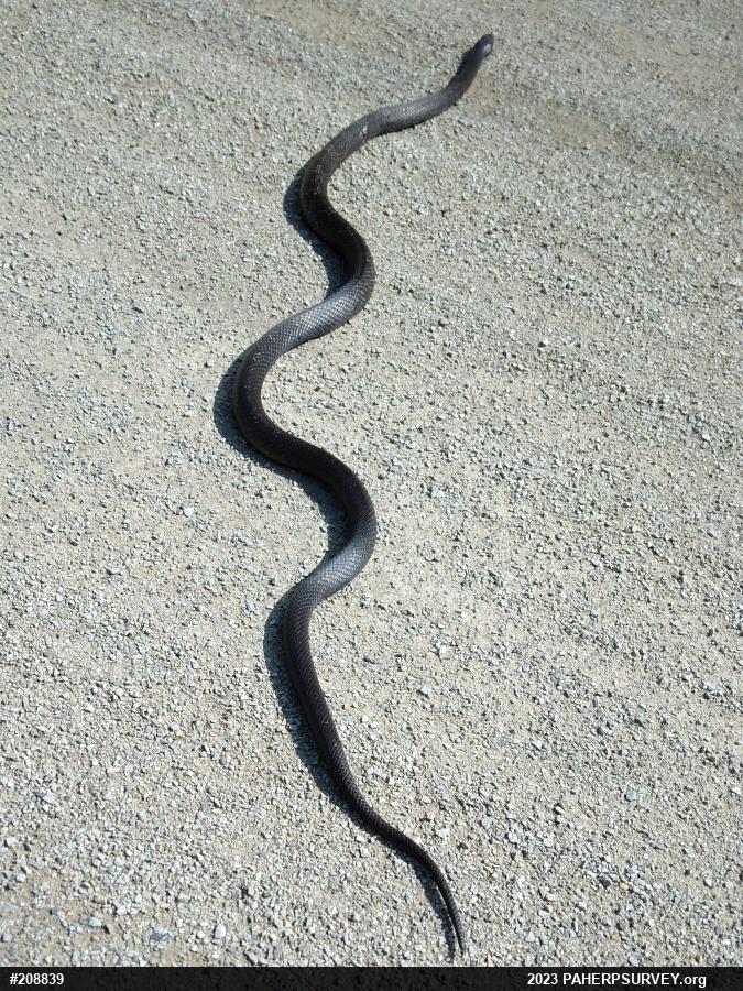 Eastern Ratsnake