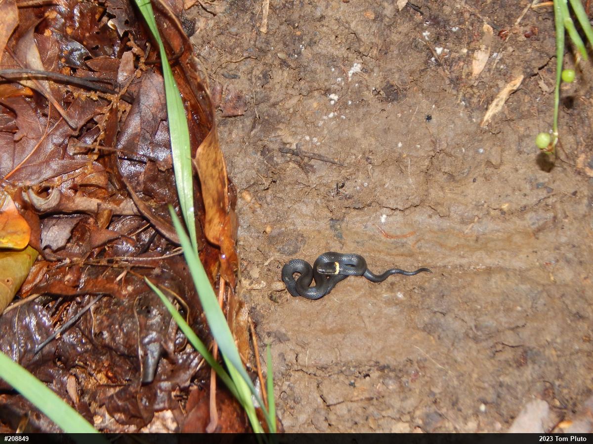 Northern Ring-necked Snake
