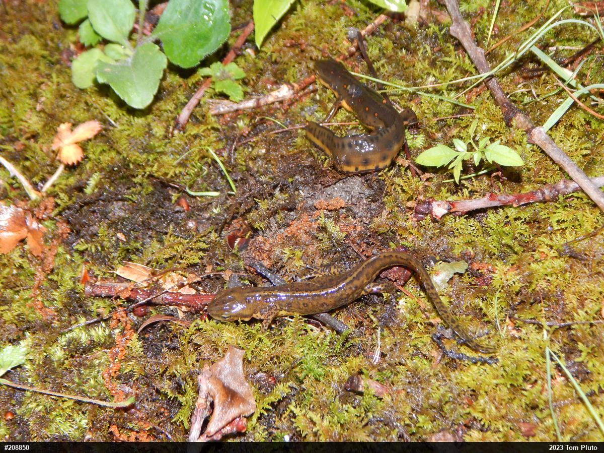 Red-spotted Newt