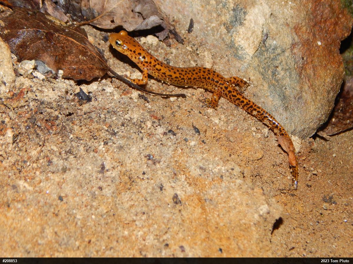 Eastern Long-tailed Salamander