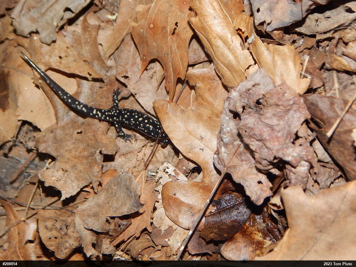 Northern Slimy Salamander