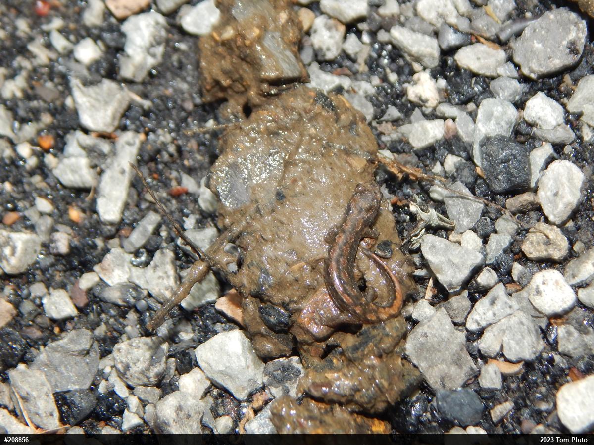 Northern Dusky Salamander