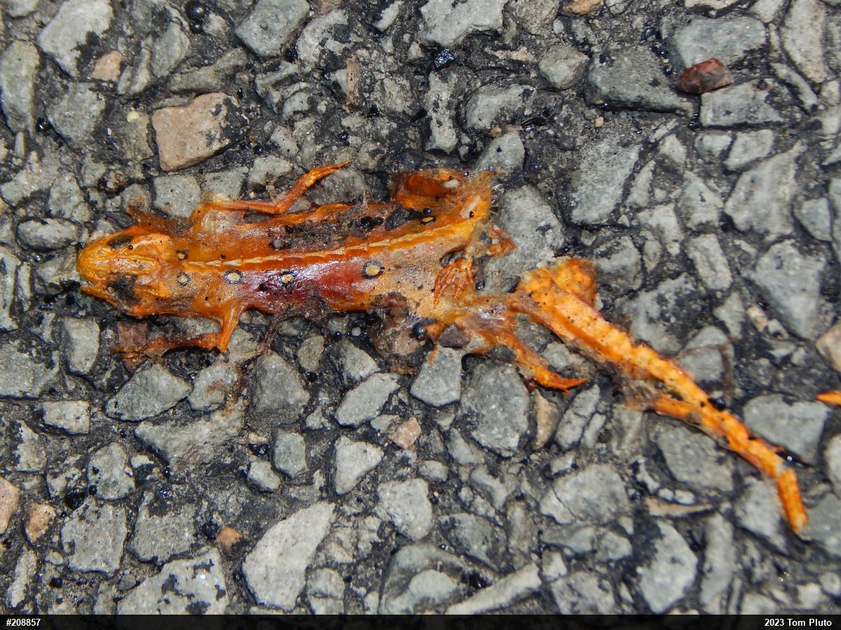 Red-spotted Newt