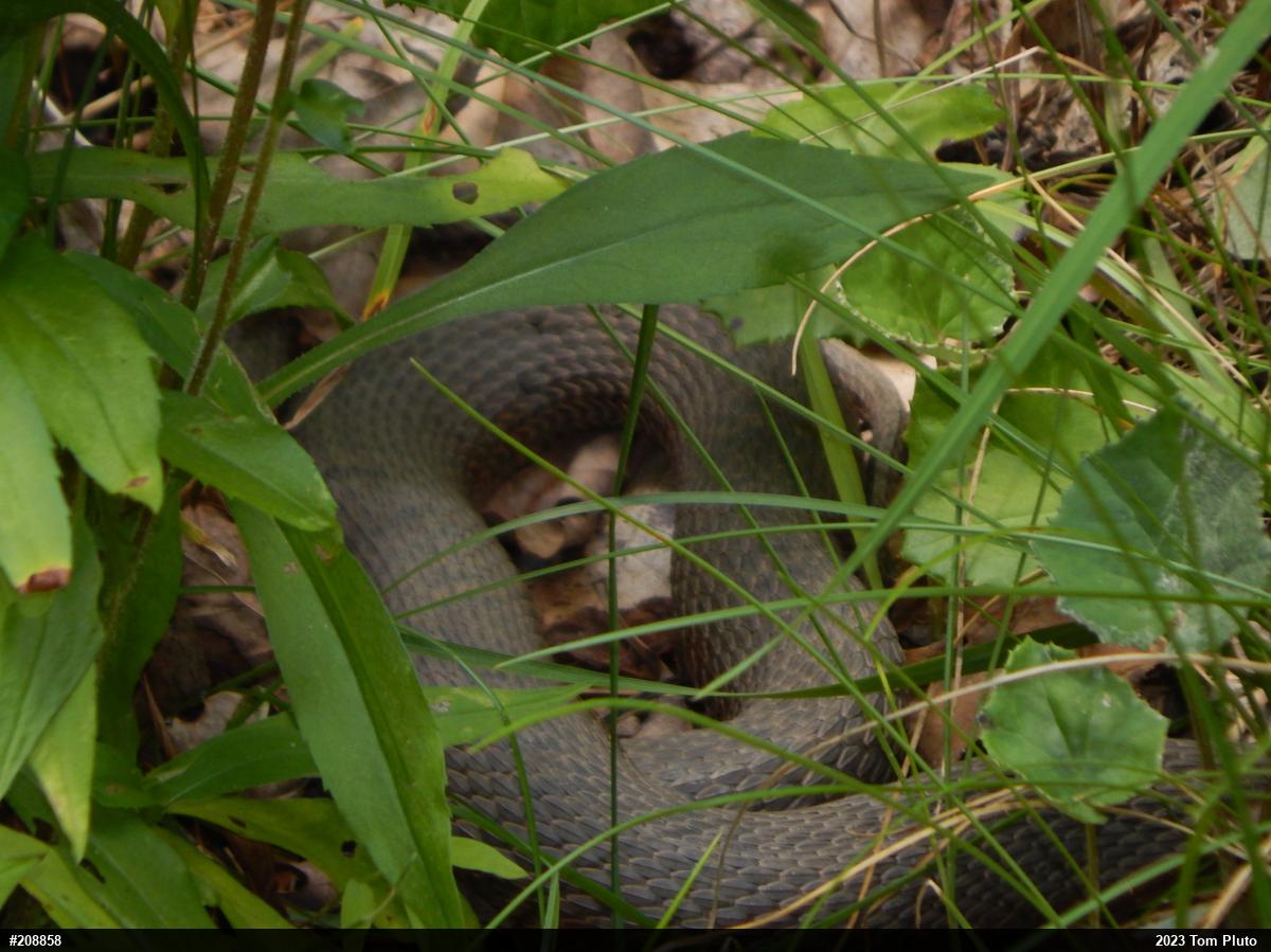 Northern Watersnake