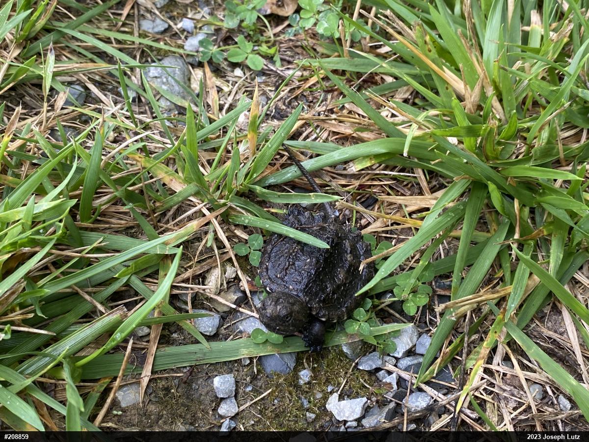 Snapping Turtle