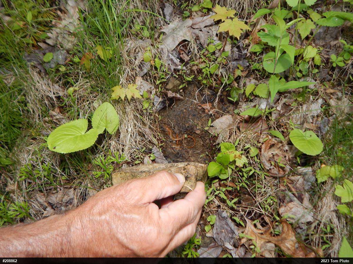 Eastern Long-tailed Salamander