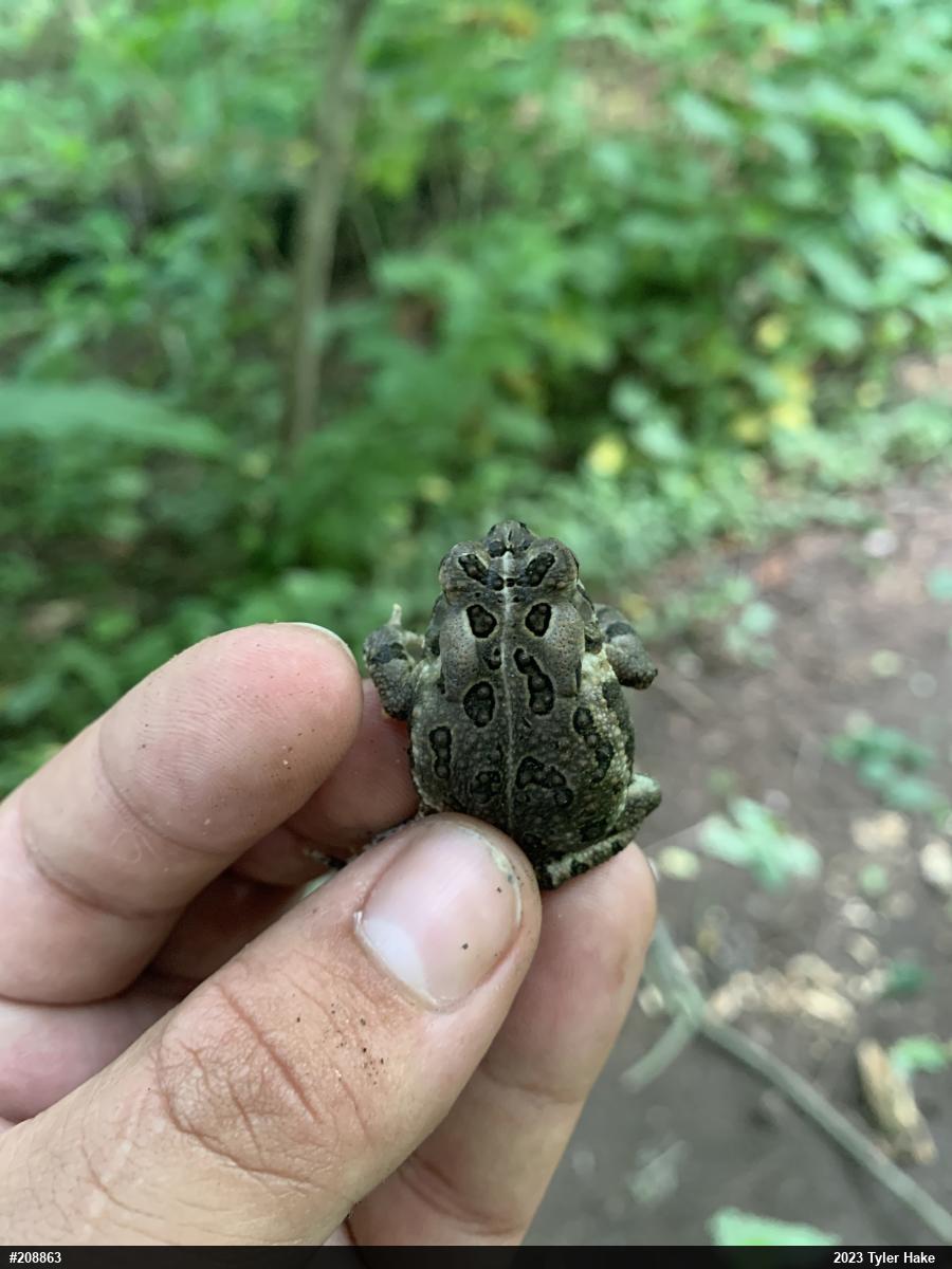 Fowler's Toad
