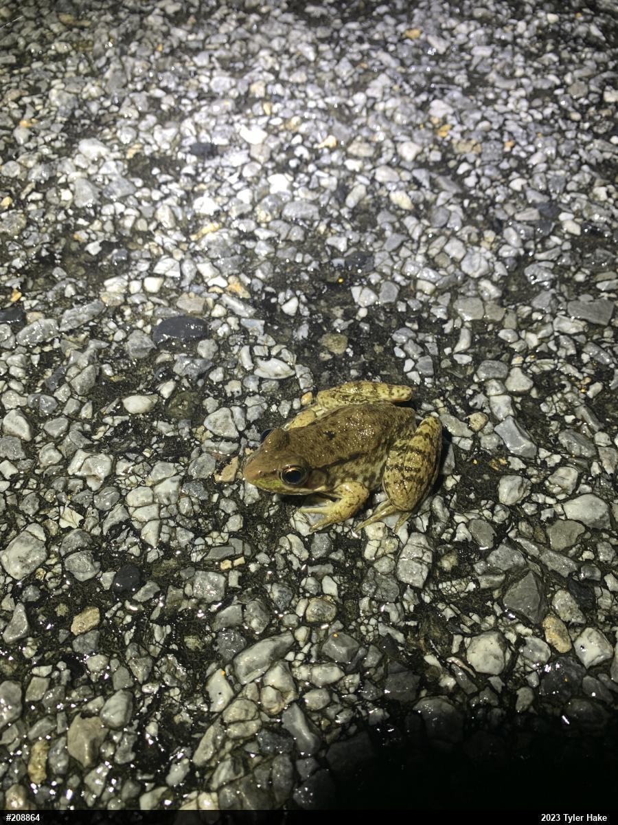 Green Frog