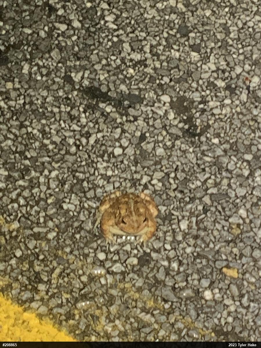 Eastern American Toad