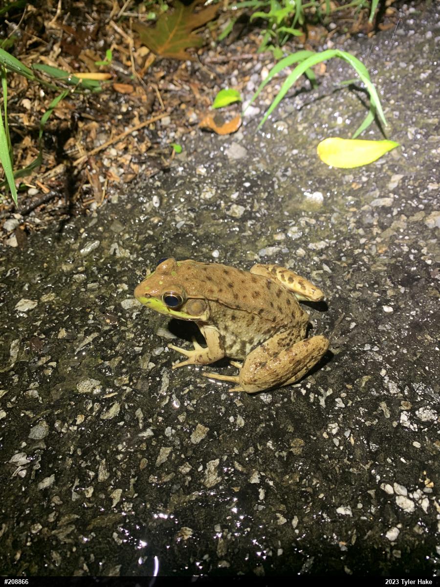 Green Frog
