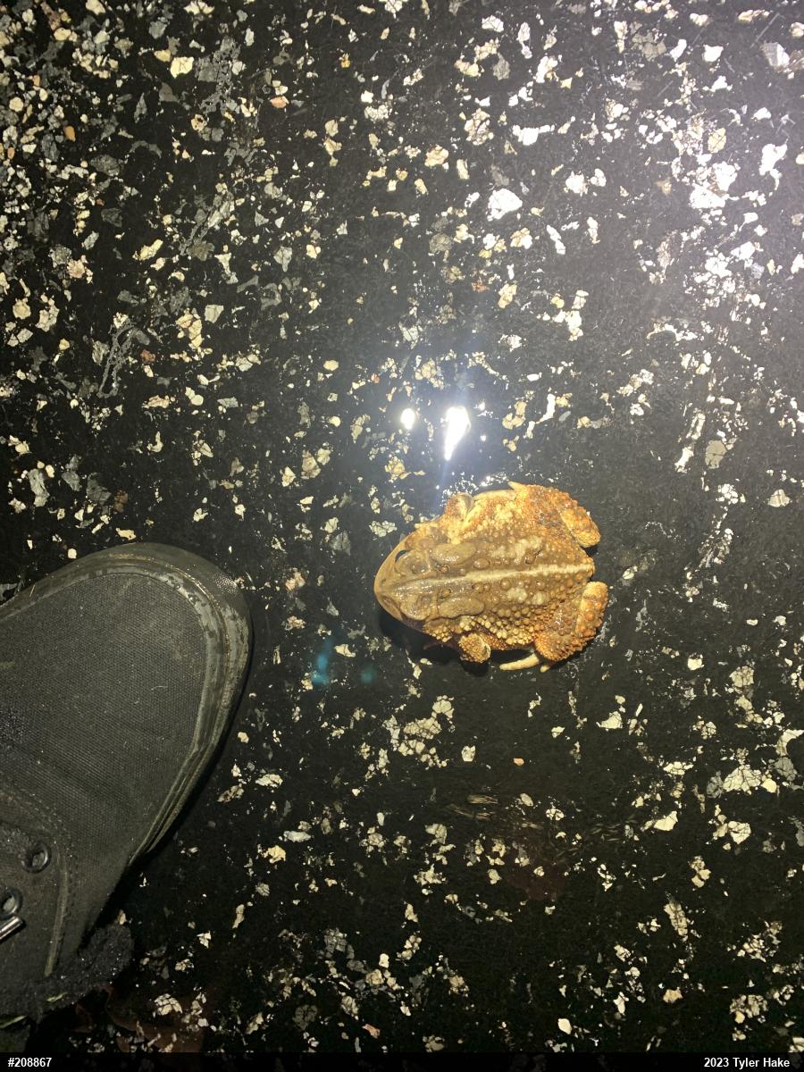 Eastern American Toad