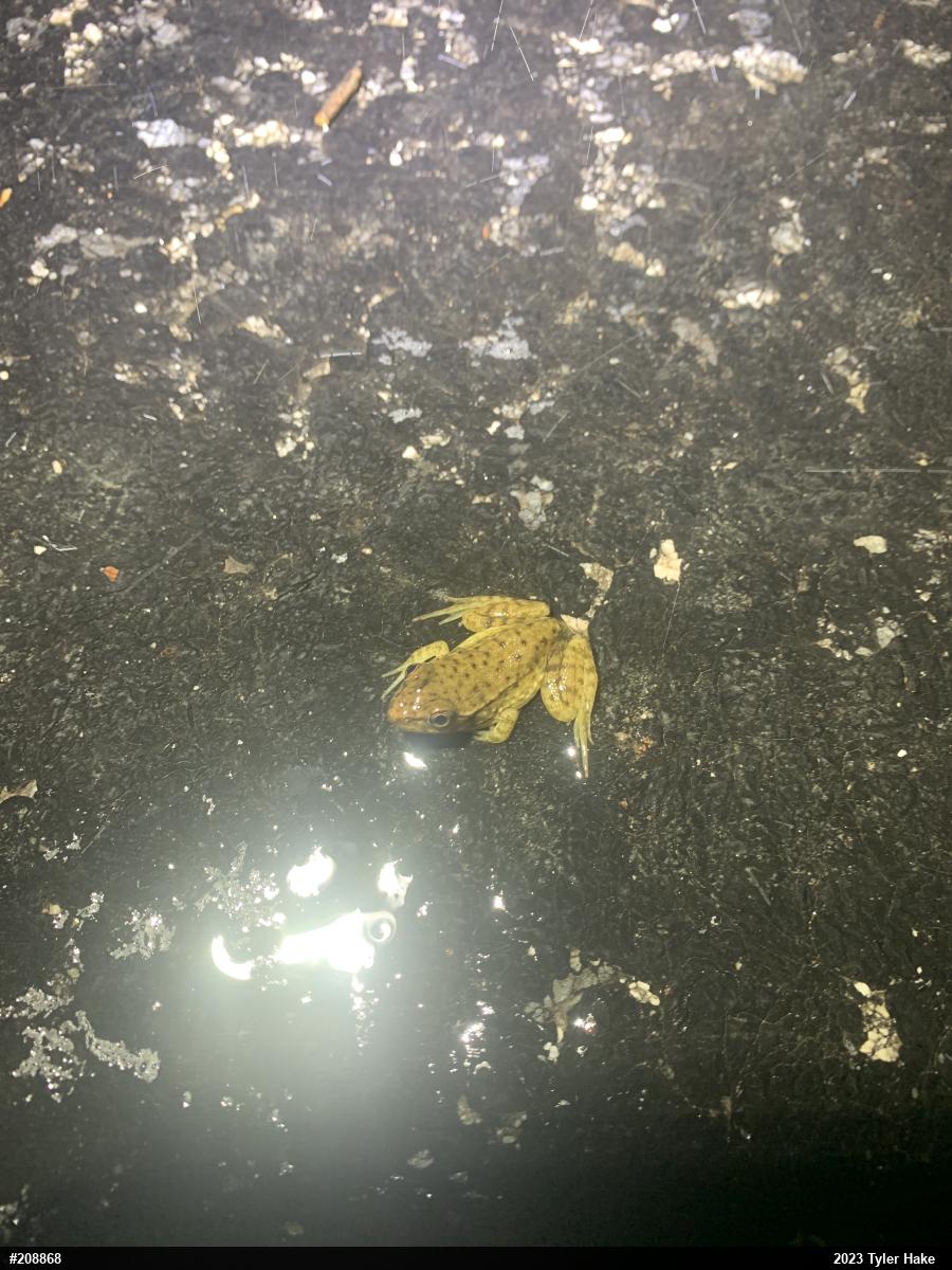 Green Frog