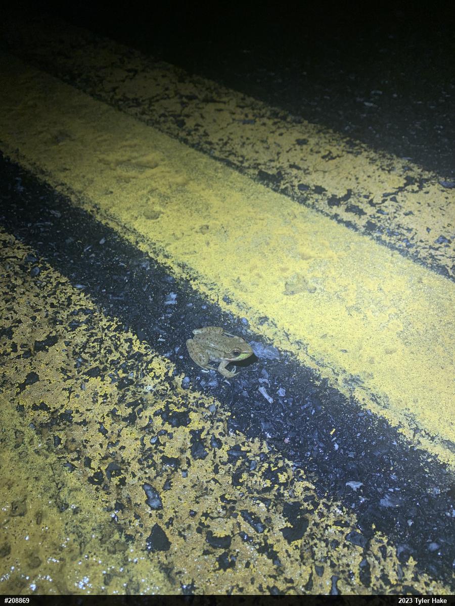 Green Frog