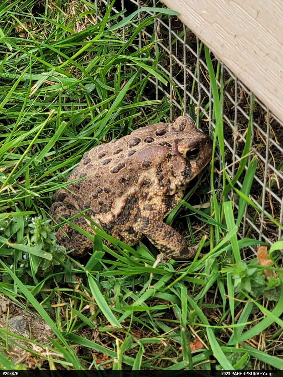 Eastern American Toad
