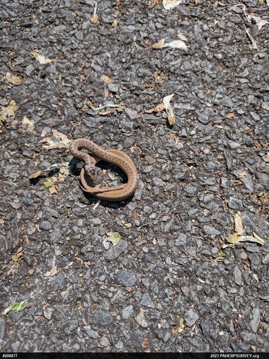 Dekay's Brownsnake