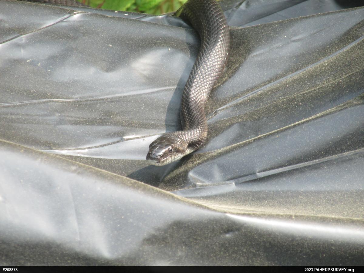 Eastern Ratsnake